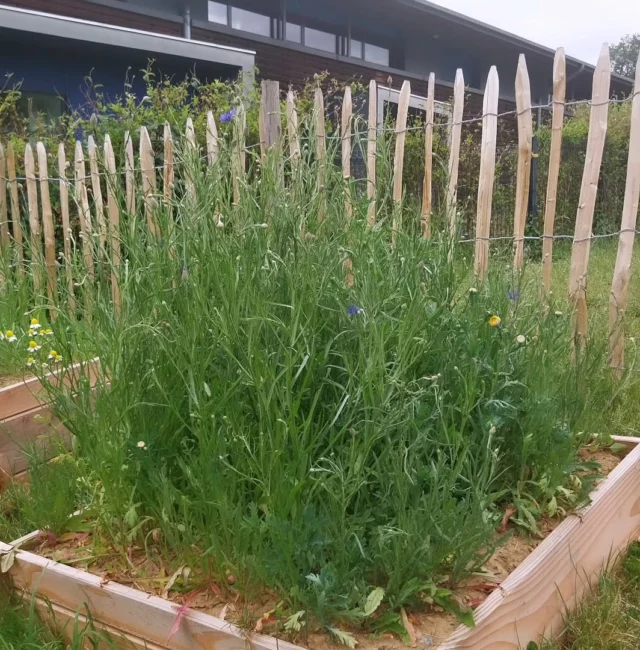 Les fleurs semées il y a quelques semaines sur la cour vont bientôt s'épanouir et donner un peu de couleurs... L'espace Bzzzz ouvrira donc prochainement. A bientôt pour une nouvelle publication.